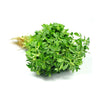 Fenugreek Leaves - Methi (1 KG)