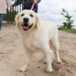 Dog walking: five tips to a better dog walking
