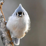 The Best Pet Bird Food