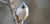 The Best Pet Bird Food